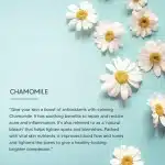 Lotus Professional Rejuvina Herbo Complex Protective Body Lotion for Men & Women | 8Hrs Long-Lasting Protection | Deep Moisturizing & Skin Repair 250ml - Image 3