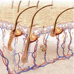 Wella System Professional Gentle Scalp Care B1 Balance Shampoo 1000ml - Image 2